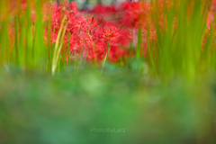_lycoris:□