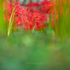 _lycoris:□