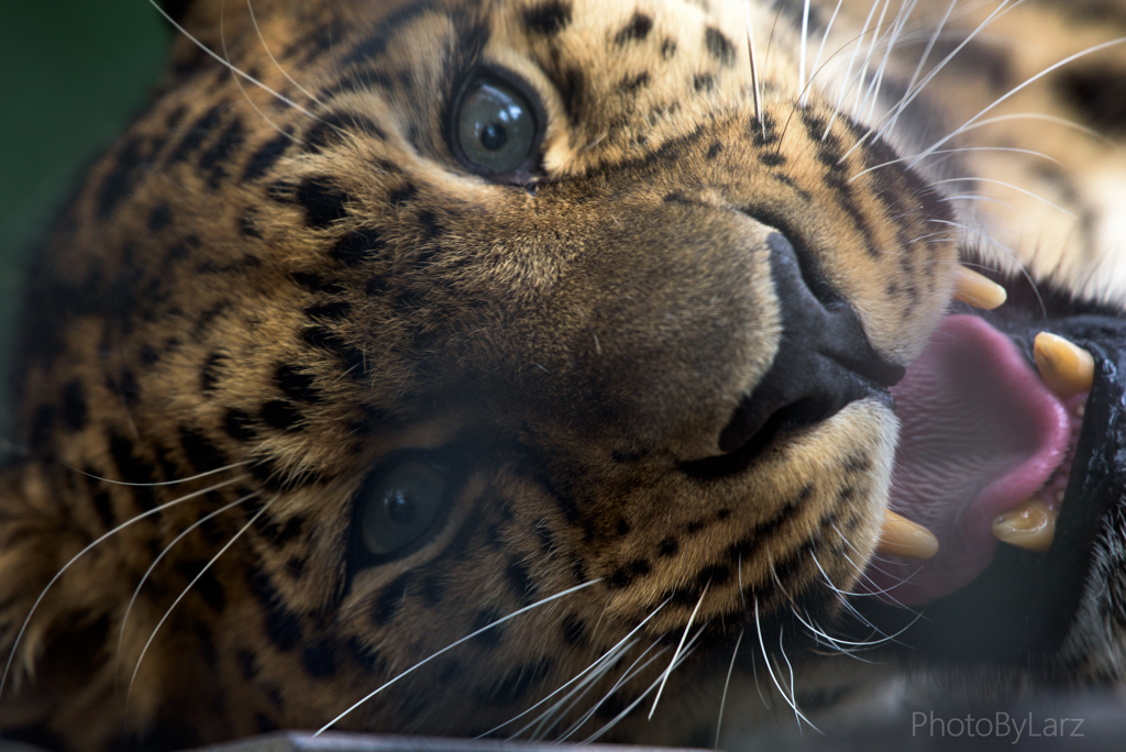 _leopard