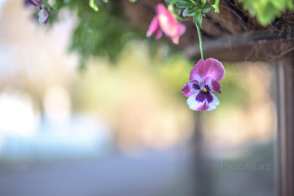 _pansy:swing
