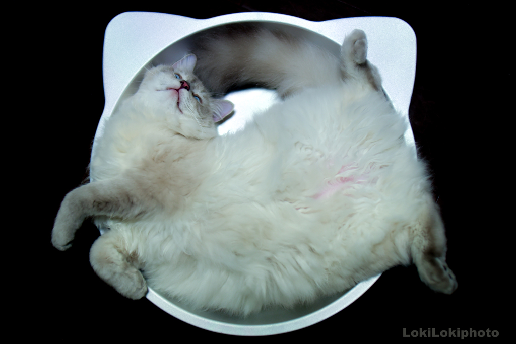 猫鍋