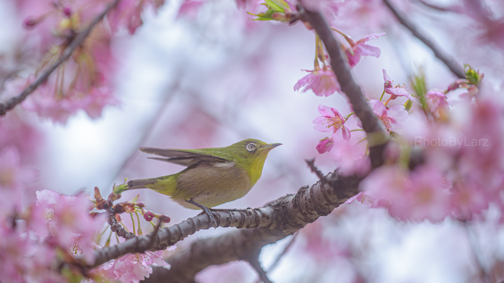 さくらじろー。