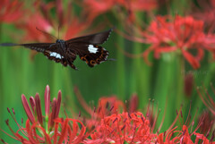 _Papilio helenus