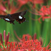 _Papilio helenus