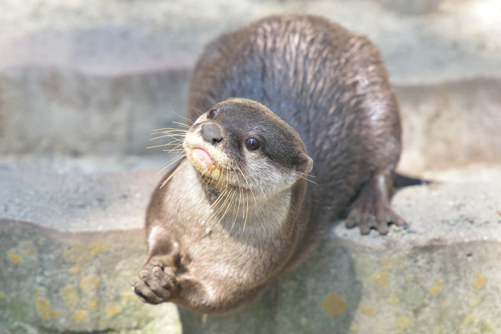 コツメカワウソ