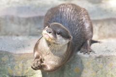 コツメカワウソ