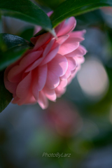 _tsubaki