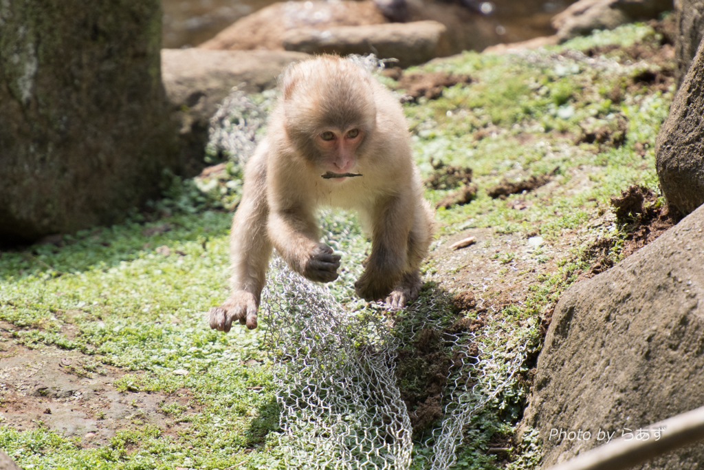 子ザルのセカイ2
