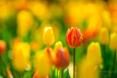 tulip_orange