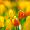 tulip_orange