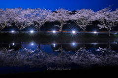 ‗yozakura:reflection