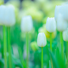 tulip_white