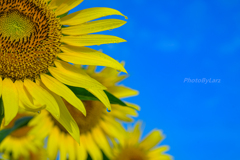 _sunflower:drip
