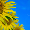 _sunflower:drip