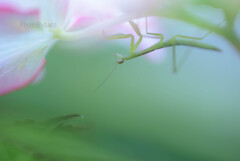 _mantis:hide