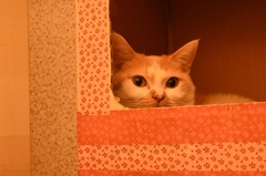 猫カフェ