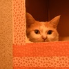 猫カフェ