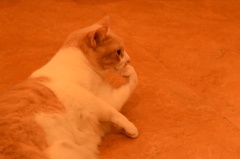 猫カフェ