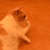 猫カフェ