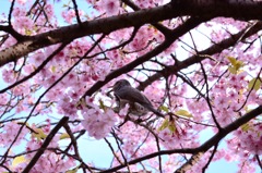 桜の陰に