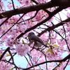 桜の陰に