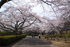 DSCF1712