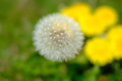 DSCF1753