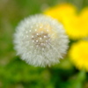 DSCF1753