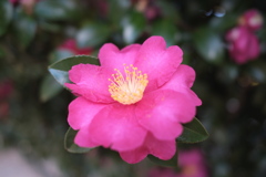 DSCF1455