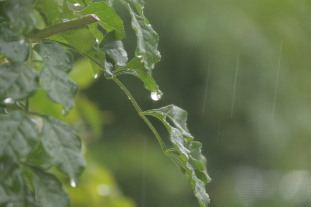 雨で暇。