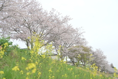 DSC_4500