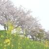 DSC_4500