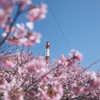 DSCF1663
