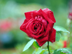 rose 4