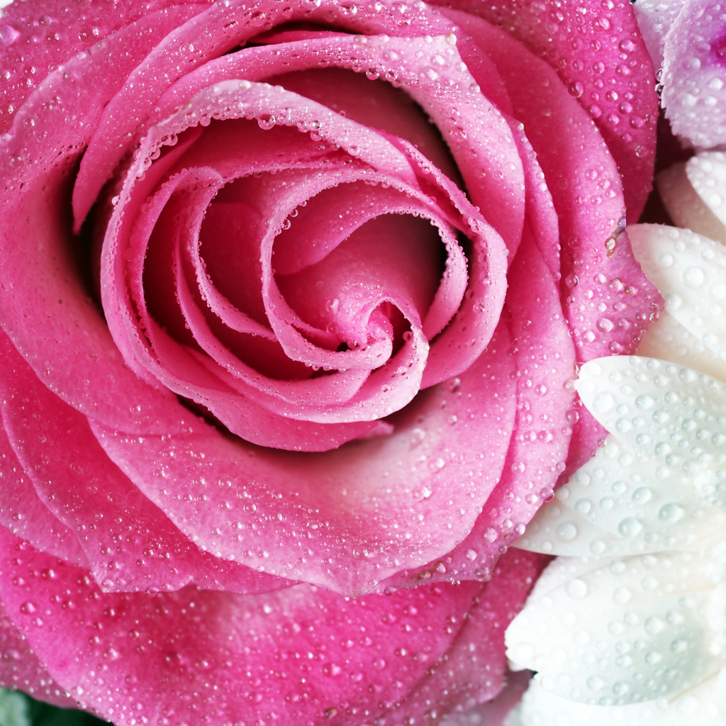 rose
