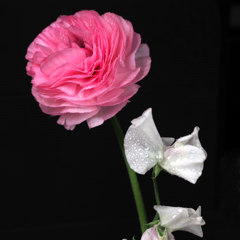 彩花