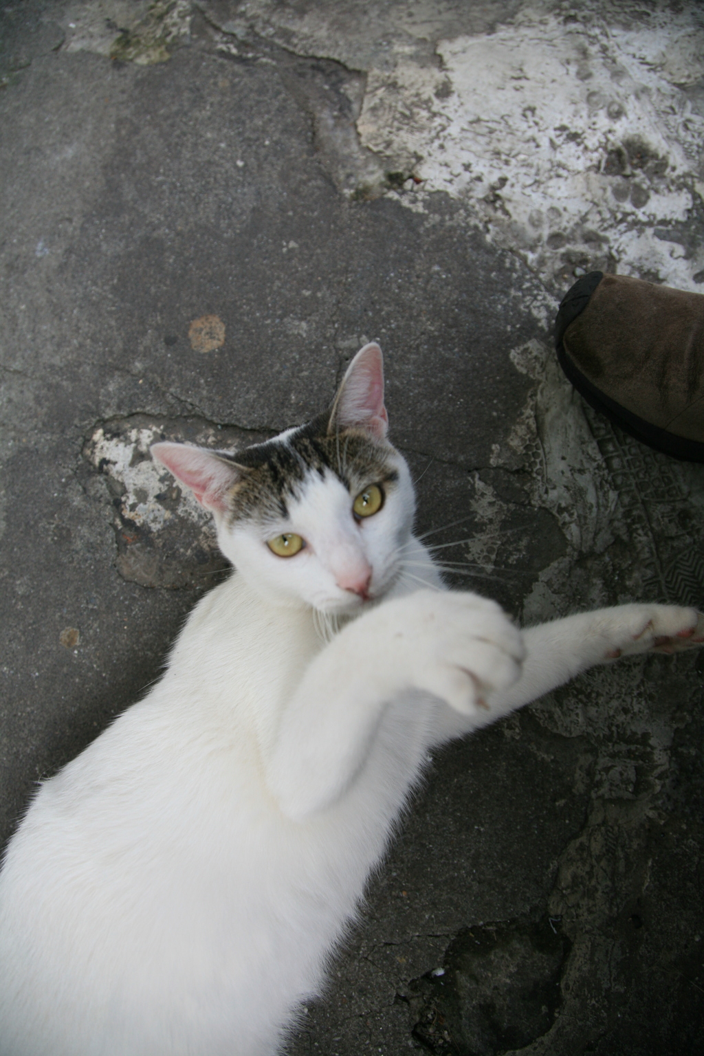 旅先で仲良くなった猫
