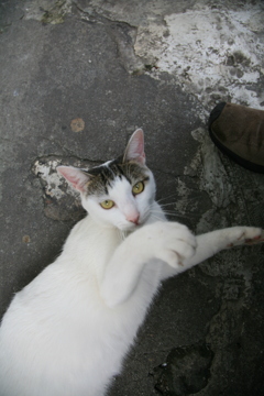 旅先で仲良くなった猫