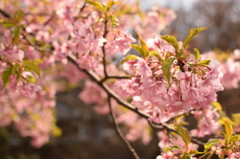 河津桜