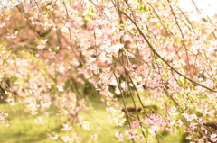垂れ桜