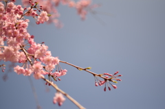 20150402桜