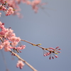 20150402桜