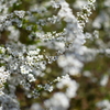 雪柳