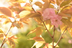 八重桜