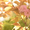 八重桜