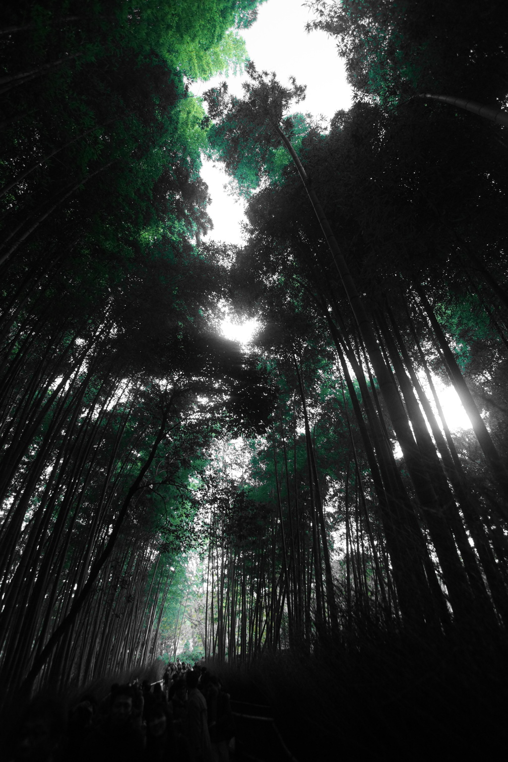 竹林