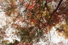 紅葉