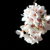 夜桜