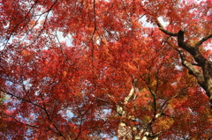 紅葉