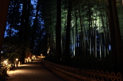 夜の竹林
